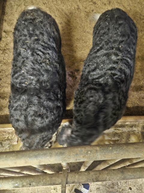 Mangalica