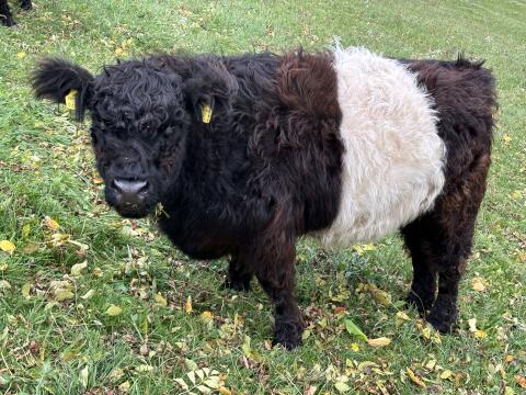 Verkaufe Galloway-Stier und Kalbinnen