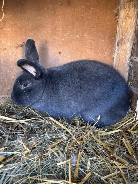 Blauer Wiener Rammler