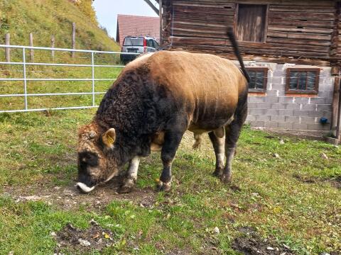 BIO - Gutmütiger reinrassiger Murbodner Stier abzugeben