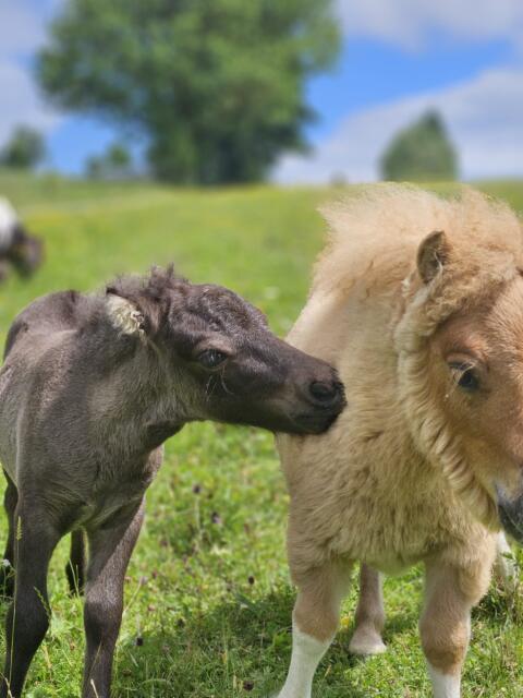 Minishetlandpony Hengstfohlen Fritz vom Miniponyhof