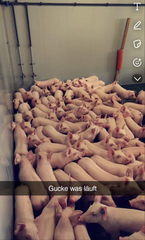 Ferkel abzugeben