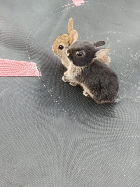 Zwergkaninchen