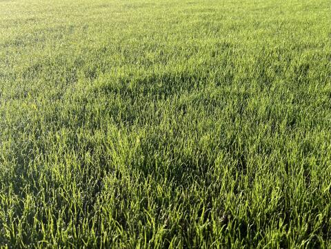 Suche landwirtschaftliche Fläche