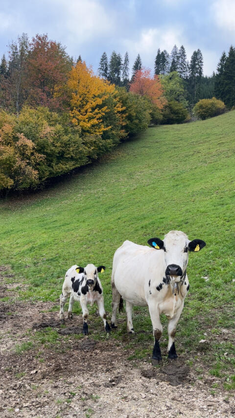 Verkaufe Bio PSS und Kalb