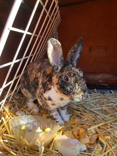 Männlicher Klein-Rex Mischling Hase