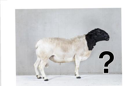 Dorperwidder gesucht