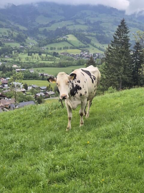Holstein Kuh