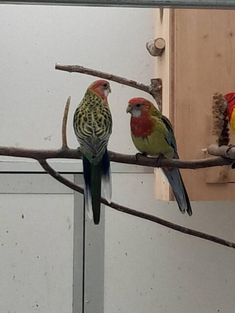 Rosella- und Schönsittiche