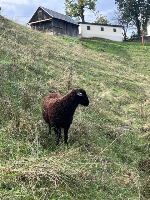 Jura Bock