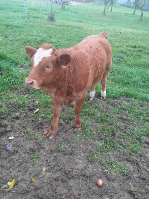 Limousin Jungkalbin