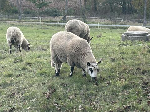 Kerry Hill