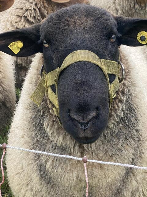 Suffolk Bock
