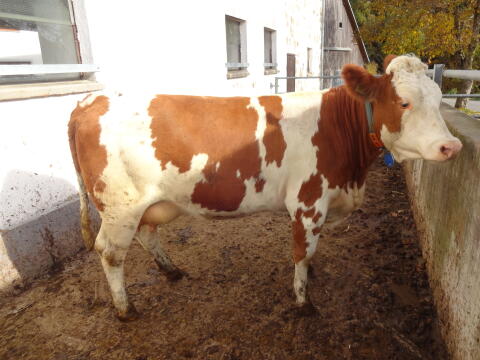 FV Kuh in Milch, trächtig