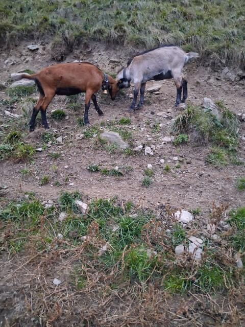 Graue Ziege