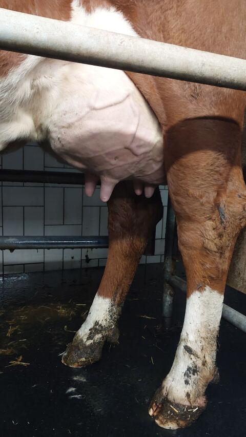 Bio Fleckvieh Milch- oder Mutterkuh