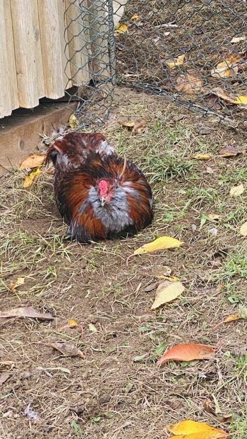 Araucana Hähne