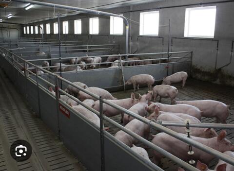 Suche Maststall Pacht Wels-Land/Grieskirchen