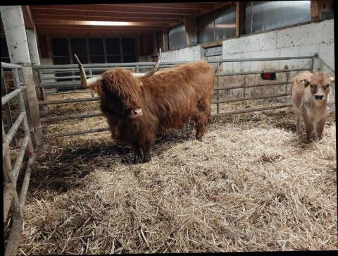 Kuh mit Stierkalb