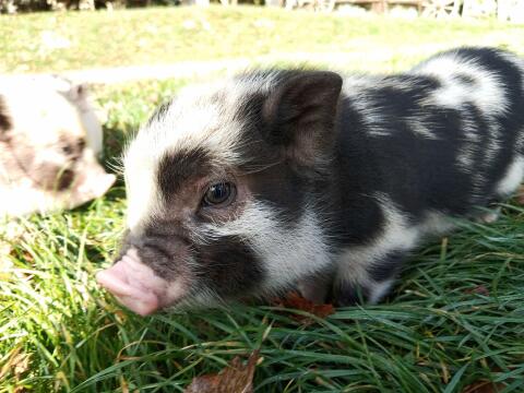 Winzige Minischwein-Ferkel