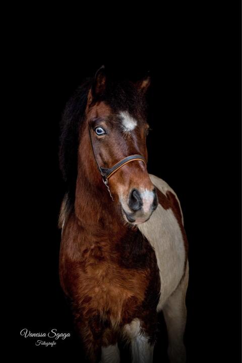Ponywallach als Beisteller an Bestplatz abzugeben