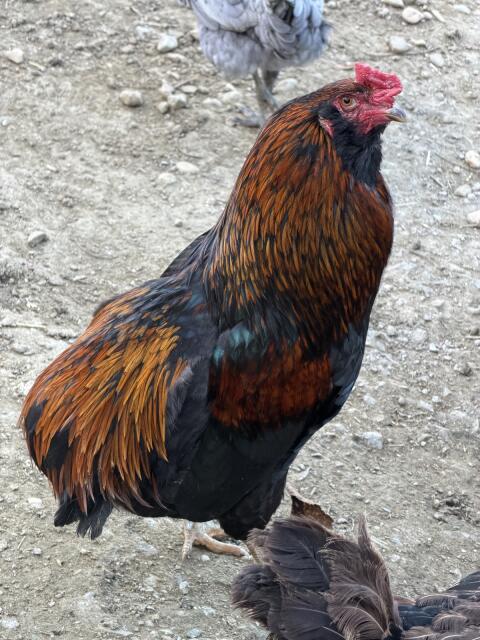 Araucana Hahn März 2025