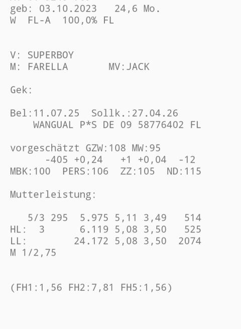 Fleckviehkalbin trächtig