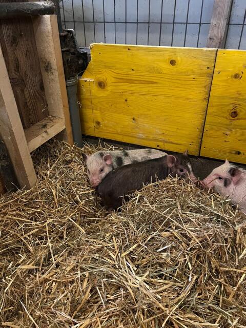 Mini-Schweine zu verkaufen