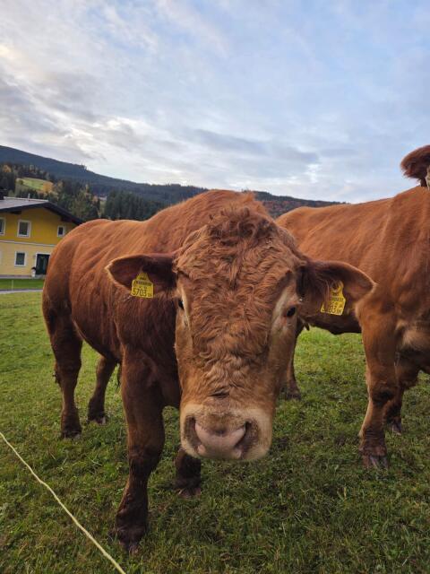 Limousin-Stier