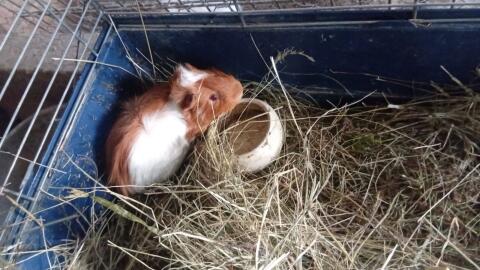 Meerschweinchen Bub
