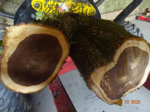 Holzstamm von einer Gold - Ulme