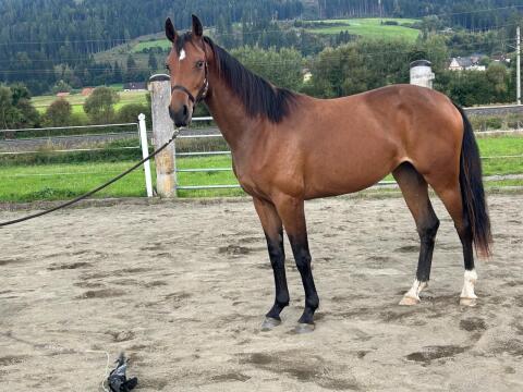 Typvolle Warmblutstute mit Top-Abstammung