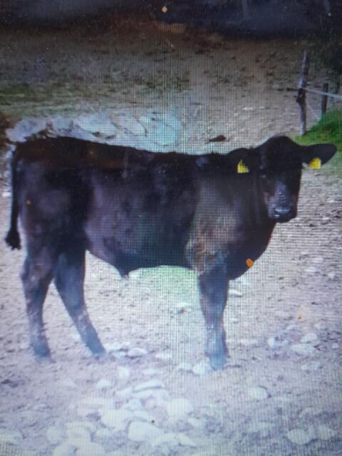 Stier