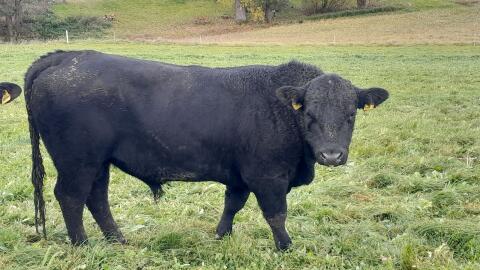BIO Aberdeen Angus Stier