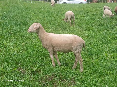 Merino Widder