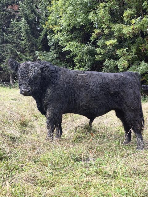 Galloway Stier 4/2024