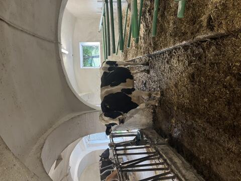 Stier