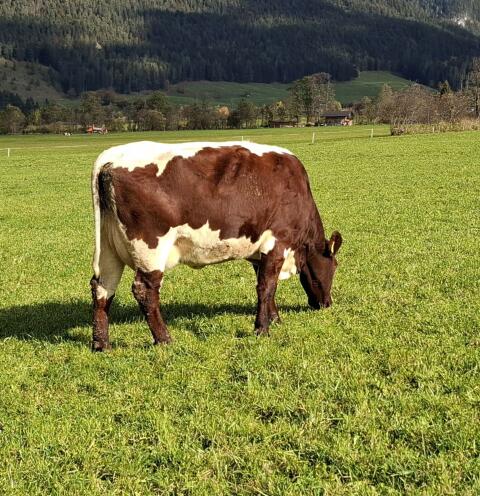 Original Pinzgauer Jungkuh in Milch