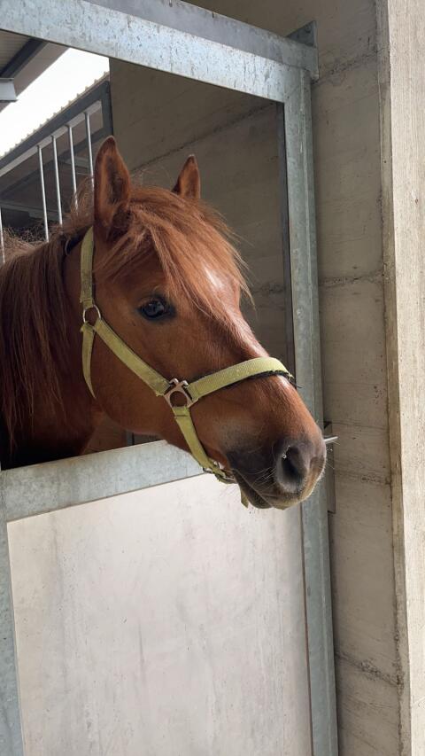 Haflinger-Pinto Stute