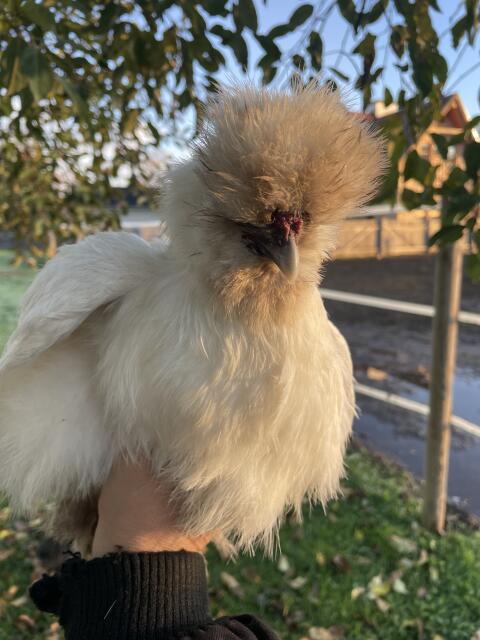 US Silkie-Pärchen abzugeben