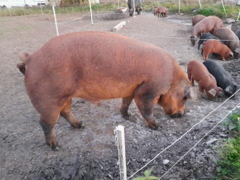 Eber Duroc Bio