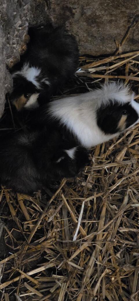 Meerschweinchen