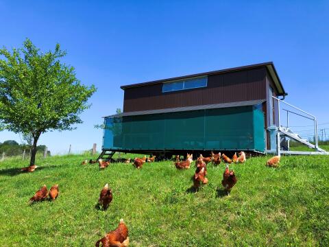 Bio-Legehennen Lohmann Brown zu verkaufen