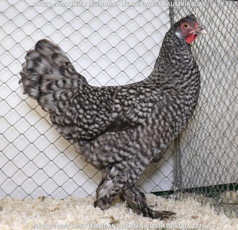 Breda Huhn schwarz und gesperbert
