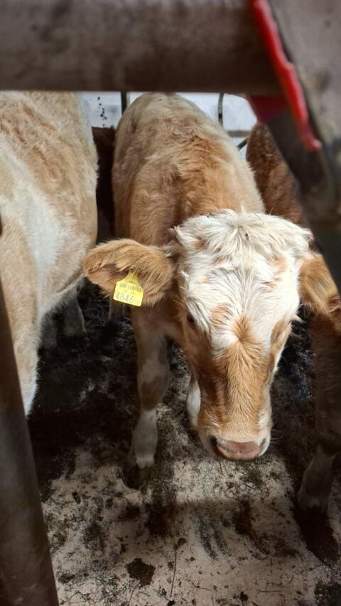 Fleck x Charolais Kalb