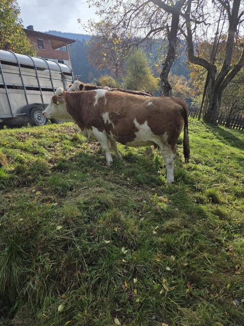 Verkaufe hochträchtige Fleckvieh Kuh