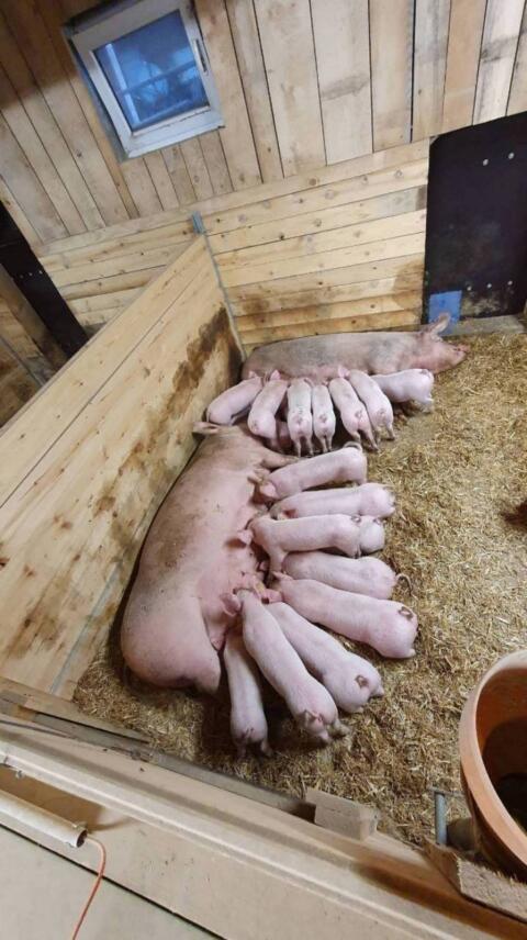 BIO-Ferkel