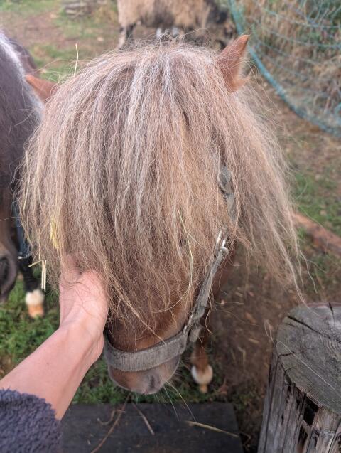 Mini Shetty