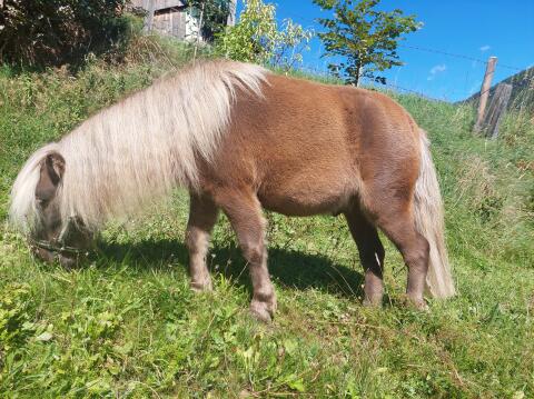Shetlandpony-Wallach