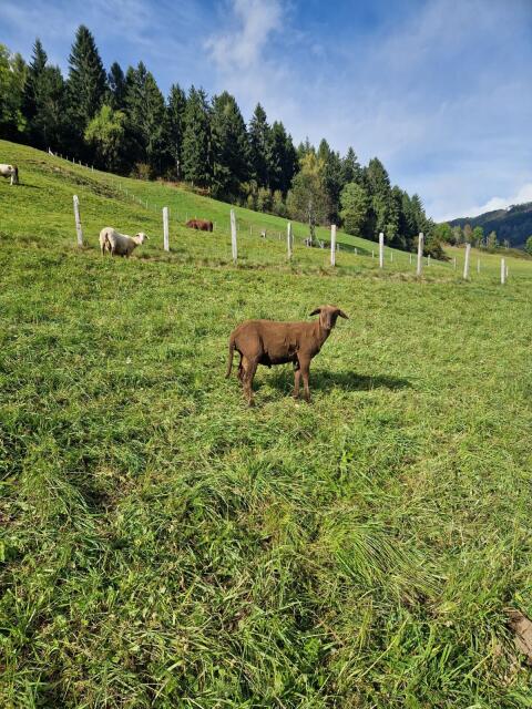 Jungwidder